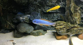 慈鲷，最适合新手的观赏鱼之一（慈鲷鱼能和哪些鱼混养）