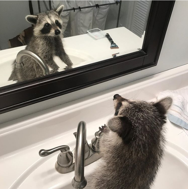 小浣熊图片，有一只浣熊做宠物是一种什么样的体验呢（小比熊图片）