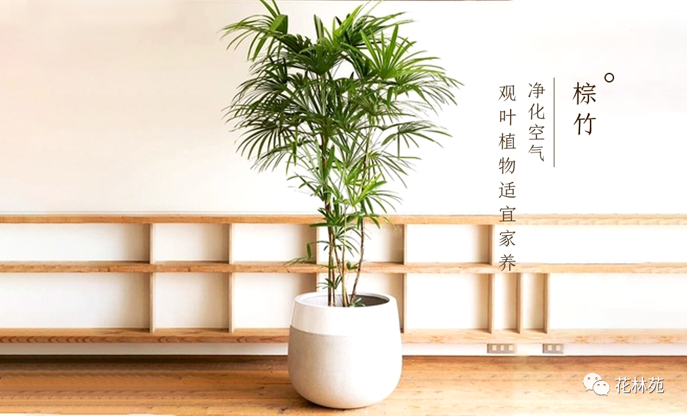 棕竹图片,养植方法及注意事项(棕竹盆栽的养殖方法和注意事项)-柯彬网