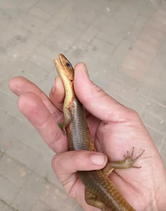 弟弟的惊喜400字作文，弟弟的作文怎么写（弟弟总是能给我一些惊喜）