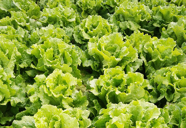 种植什么蔬菜一年四季不愁卖，三种蔬菜一到春天抓紧种植