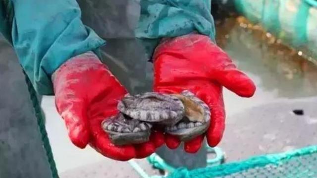 20种鲍鱼种类，世界鲍鱼品种大全