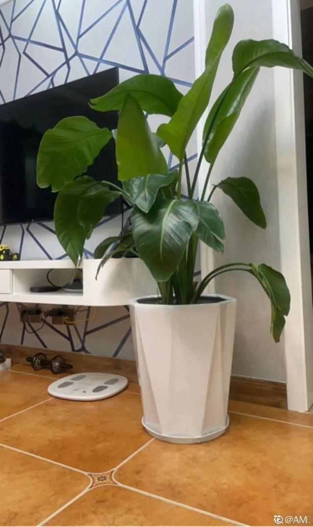 金鱼草怎么养，1种花长得像金鱼（金鱼草怎么养殖维护啊）