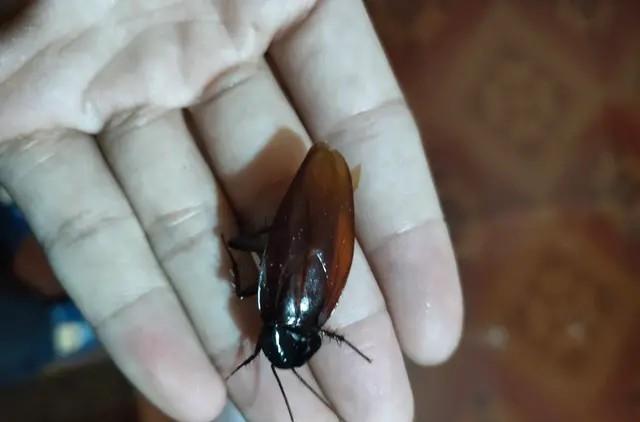 弟弟的惊喜400字作文，弟弟的作文怎么写（弟弟总是能给我一些惊喜）