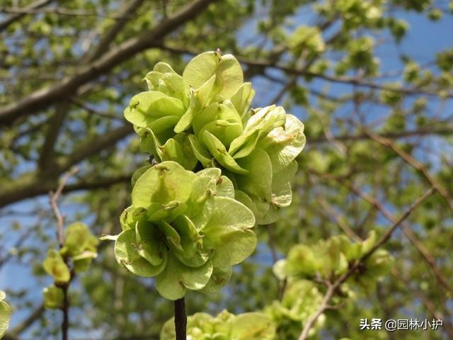 榆树叶，又是一年榆钱香（榆树叶子）