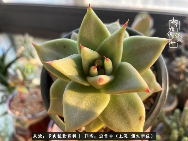多肉植物图片，感恩相遇，余生相互关照（若绿多肉植物图片）