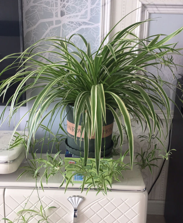 吊兰品种，10种常见“吊兰”（吊兰品种有哪些）