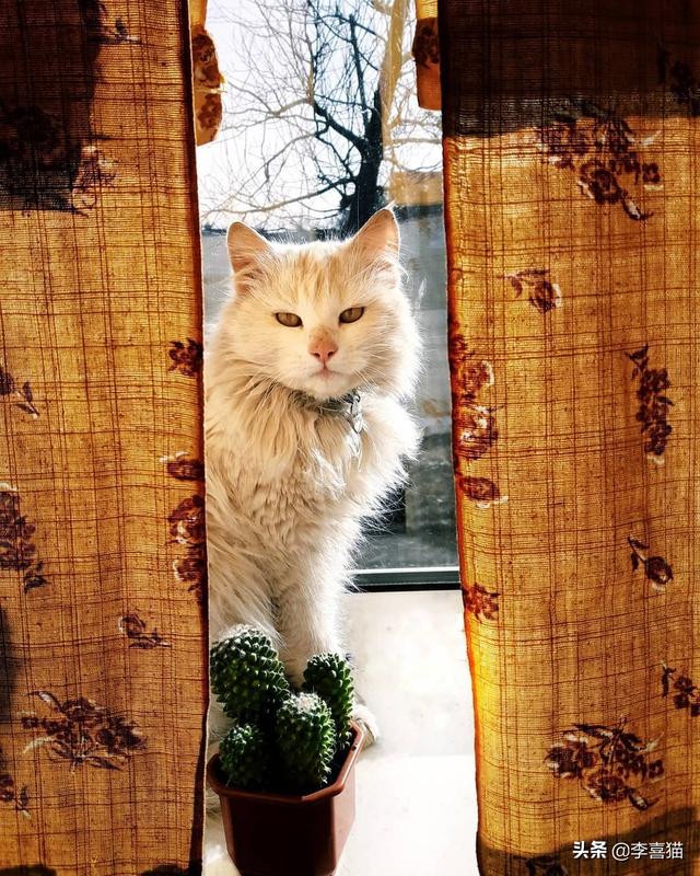 猫有九条命是真的吗，猫有九条命是真的吗蚂蚁庄园答案（铲屎官千万别抱着这种念头来养猫）