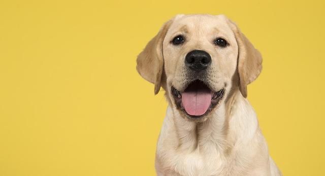 拉布拉多犬训练方法，拉布拉多犬的训练方法（但仍需要主人好好训练）