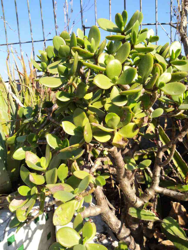 厚脸皮植物图片（家里养盆“厚脸皮”）