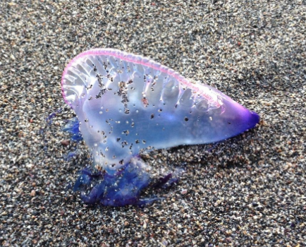 海洋中美丽又危险的生物，海洋中奇特的生物（僧帽水母美丽却又危险的“大长腿”）