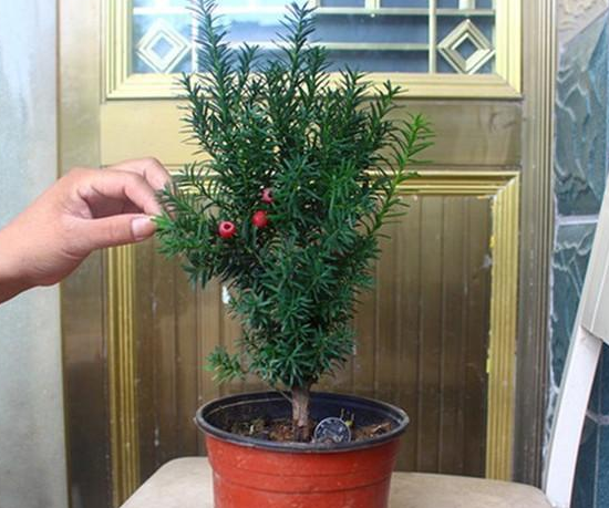 红豆杉盆景的作用，红豆杉盆景养护方法（迎入家中堪当镇宅盆景）