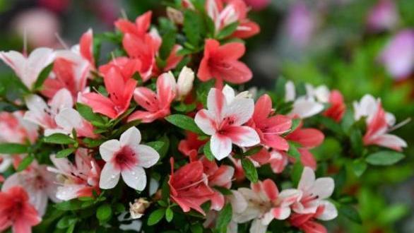 杜鹃花的养殖方法和注意事项，注意“4件事”