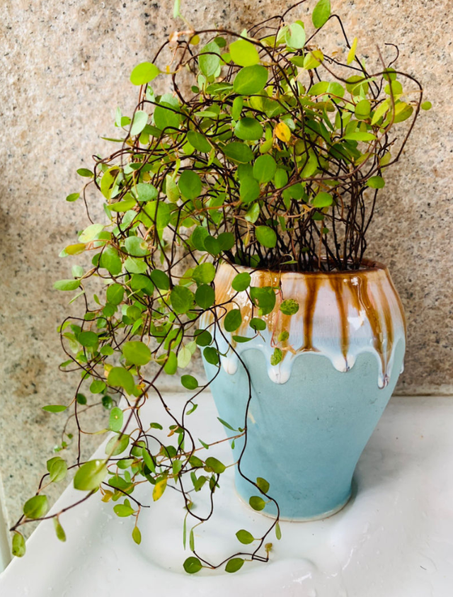 吊兰品种，10种常见“吊兰”（吊兰品种有哪些）