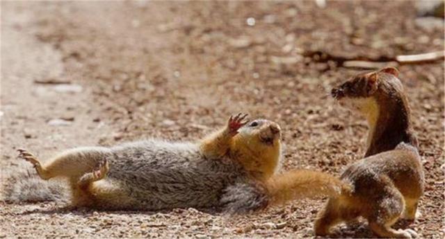 黄鼬是什么动物，黄鼠狼最怕三种克星（黄鼠狼全身是宝，为何无人敢养）