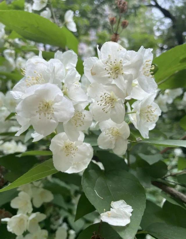 东北室外耐寒零下30度的花卉，北方四季常青耐寒庭院绿植（大东北的院子都能养）