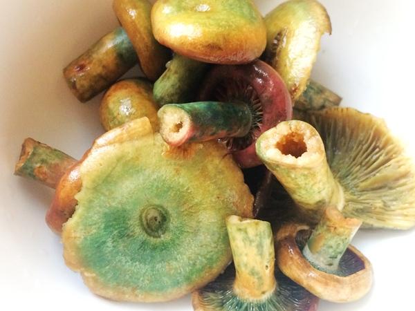 寒菌什么季节有，寒菌生长在什么地方（寒菌——长沙人喜欢的一种蘑菇）