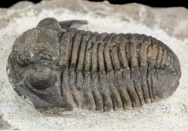 三叶虫因为什么而得名，三叶虫的由来（演化20000个种）