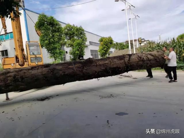 千年乌木被暂扣，常见菩提子图鉴（3000年生生不息的争端在这里完美终结）