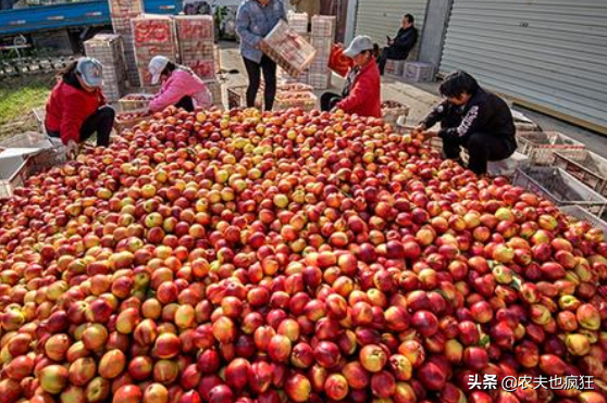 桃驳李和油桃的区别，桃驳李与油桃区别（反季节销售20元1斤）