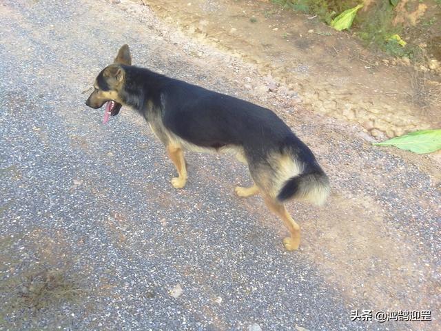 犬字开头的成语，犬字开头的成语接龙（为何带“狗”的成语多带贬义色彩）