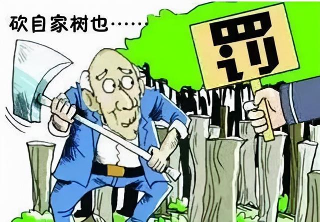 盗伐森林要承担什么后果，盗伐森林要承担严重后果（宜丰检察官提醒：砍自己种的树）