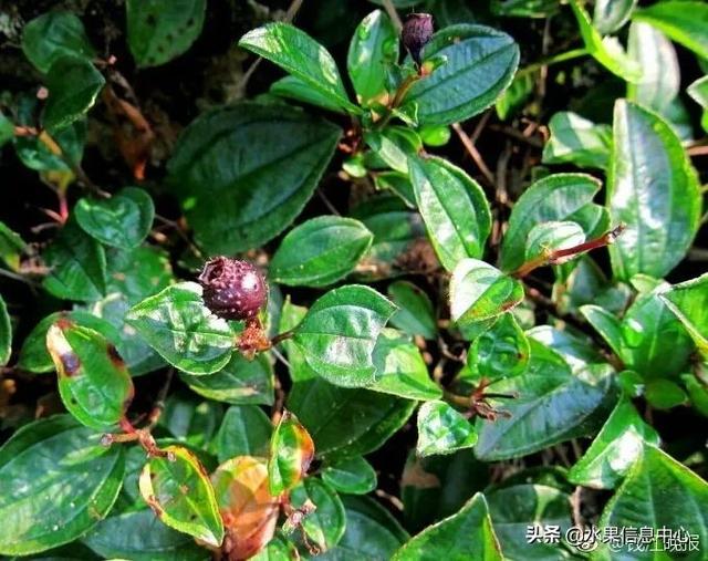 醋柳果的功效与作用，醋柳果的功效与作用及禁忌（国内有哪些小众特色水果）