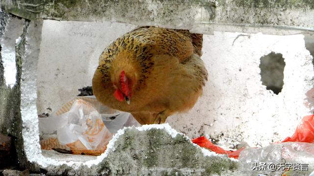 小鸡吃泡沫箱怎么回事，小鸡吃泡沫能排泄吗（鸡为什么喜欢吃这些泡沫箱呢）