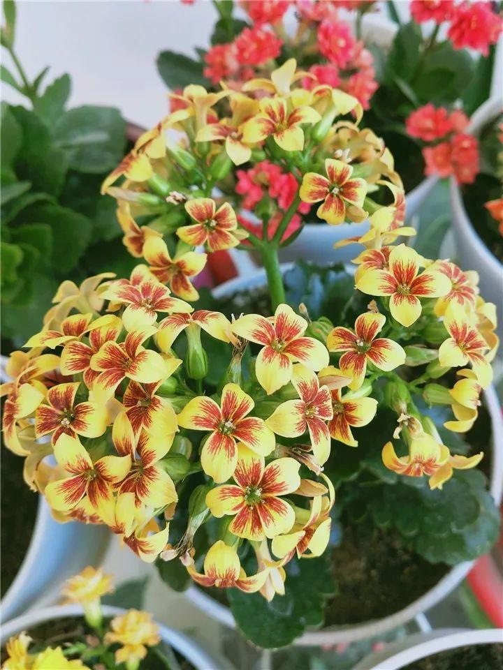 80个长寿花品种(全都美极了,只养1盆真的不够) - 彝家农业网