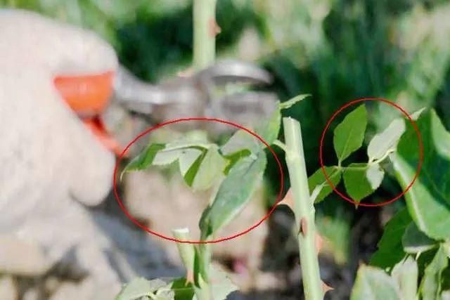 月季开花时间介绍。，月季开花时间介绍图片（不怕黄叶和感染病虫害）