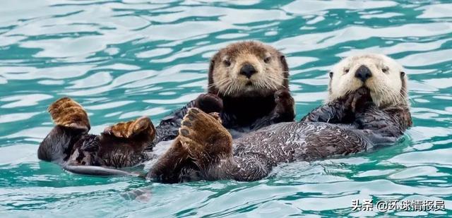 阿拉斯加的地理位置，阿拉斯加的地理位置地图（为什么建在交通不便的“飞地”）