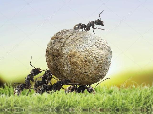 中国蚂蚁的种类有哪些，蚂蚁的种类什么我国就有600余种（而且动不动打群架）