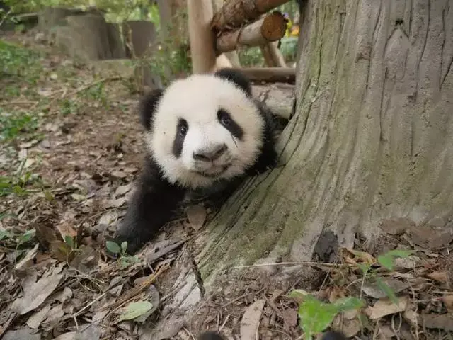 哈哈哈，精致熊猫女孩的一天。，哈哈哈哈哈第一季免费观看（，“猪猪”女孩——“雅竹”图片）