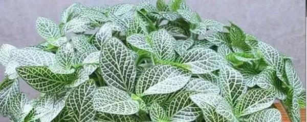 网纹草，网纹草的养殖方法和注意事项（网纹草喜阴还是喜阳）