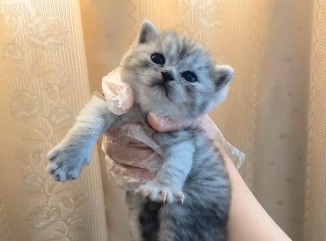 猫一窝能生几只，猫一年生几窝（猫咪生了5只小猫）