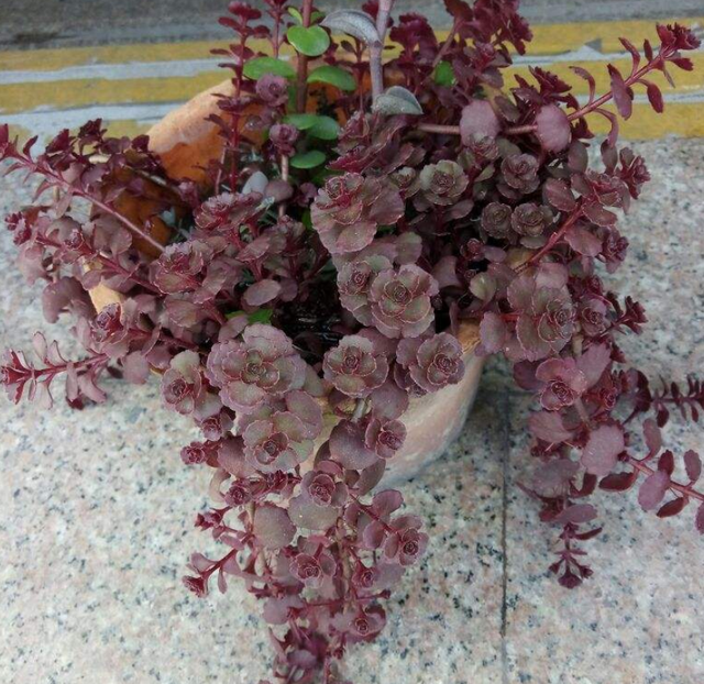 和玫瑰花很像的花，像玫瑰一样的多肉植物（多肉界的“小玫瑰”）