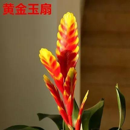 鸿运当头好养吗，鸿运当头怎么不好养（鸿运当头别喷水）