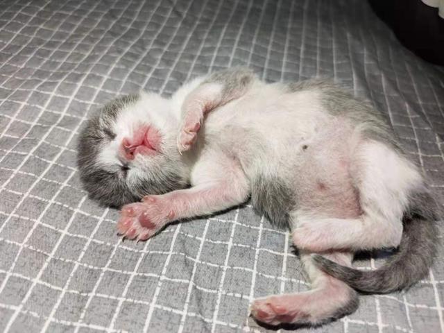 两个月大的猫咪的训养方法，怎么训练两个月的猫咪（新手怎么喂养和训练两个月的小奶猫）