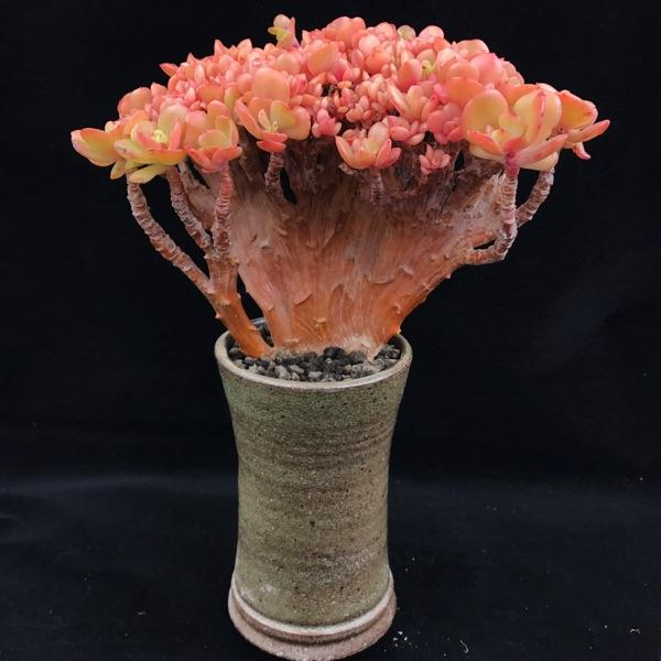 梅花的形状颜色姿态都有什么，梅花的形状颜色姿态都有什么特点（这种红梅“一朵”就开满一盆）