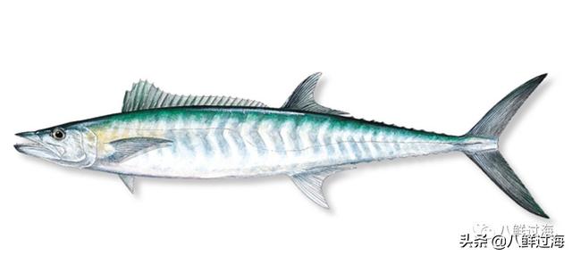 马鲛鱼有几种，马鲛鱼是什么鱼种（鲐鱼、鲅鱼、挪威青花鱼）