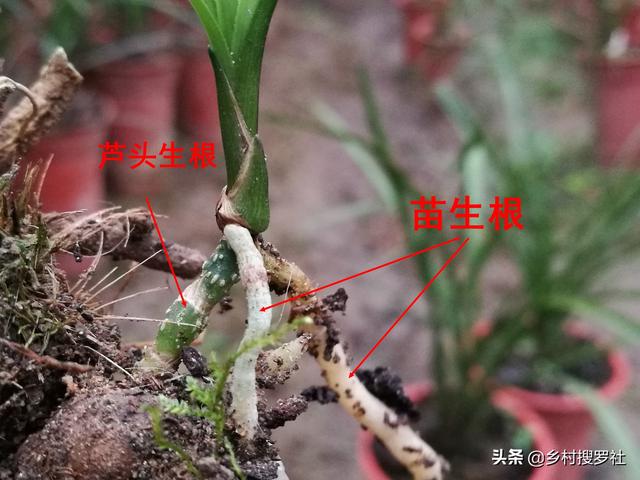 兰花种子如何发芽，兰花种子如何发芽的（了解兰苗生育方式）