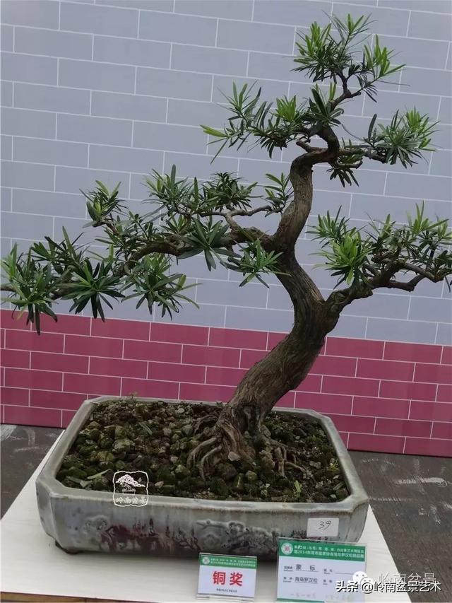 台湾罗汉松，飘逸优雅的海岛罗汉松盆景（台湾罗汉松的养殖方法和注意事项）