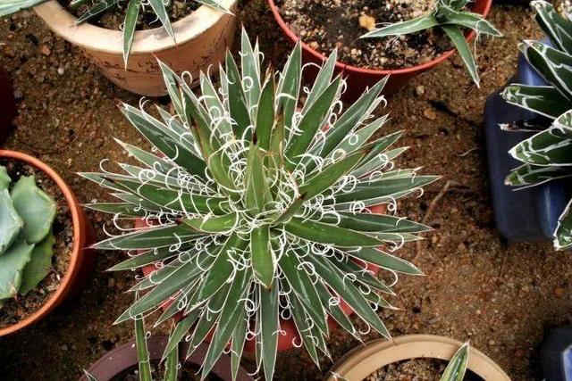 厦门万石植物园里有哪些植物，厦门万石植物园里有哪些植物花（种满多肉的植物园）