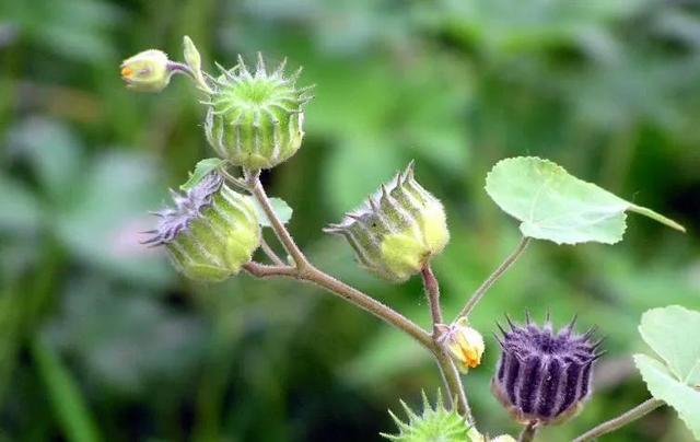 农村的野生植物大全，农村到处可见的野生植物