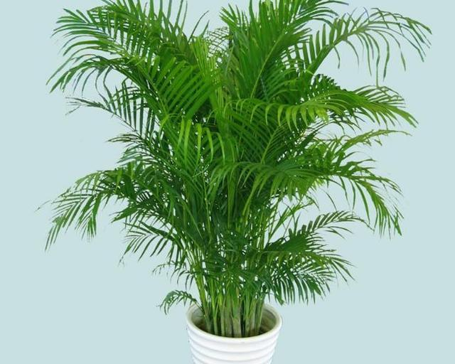 凤尾竹图片，袖珍椰子、散尾葵、蒲葵、棕竹、凤尾竹的区别辨识