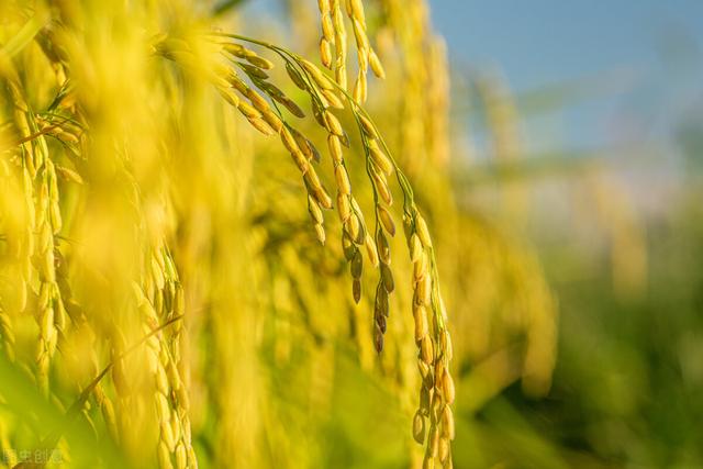 处暑应该吃什么，调理很多亚健康症状