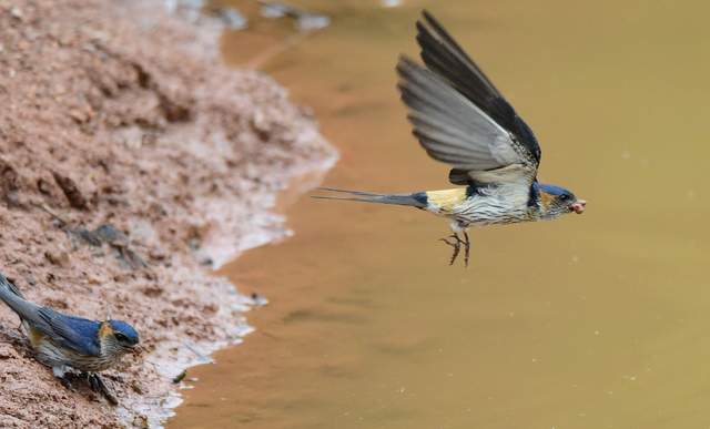 燕子进屋来有什么兆头，燕子在家搭窝预示三件事发生（燕子来家筑巢是好兆头）
