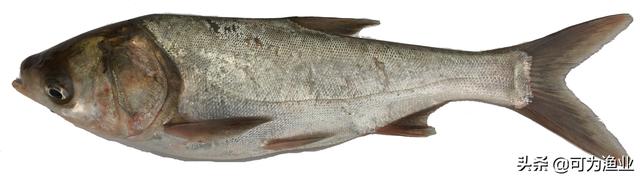 包头鱼又叫什么鱼，包头鱼（“四大家鱼”分别是哪四种鱼）