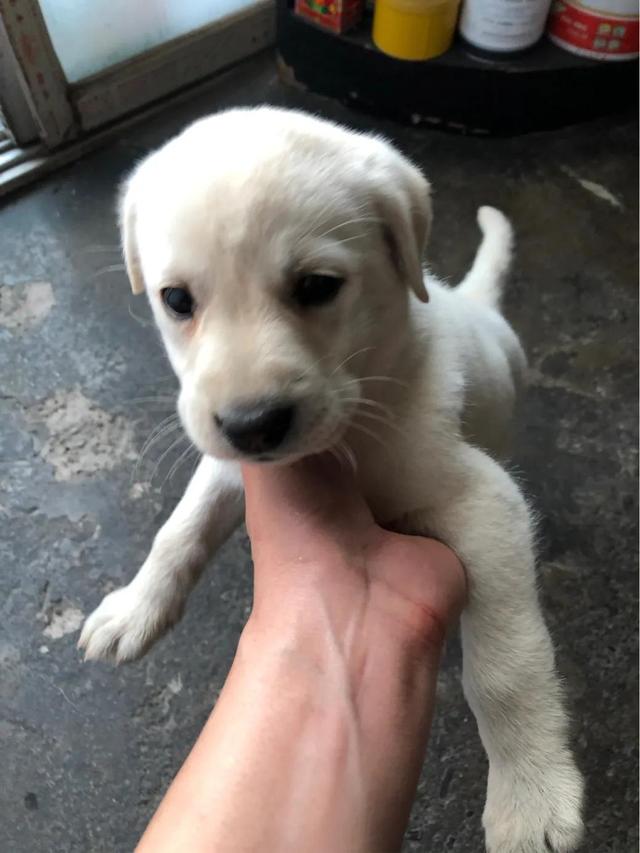 细小犬瘟可以自己治疗吗，1500元不保证治好。DIY在家治细小