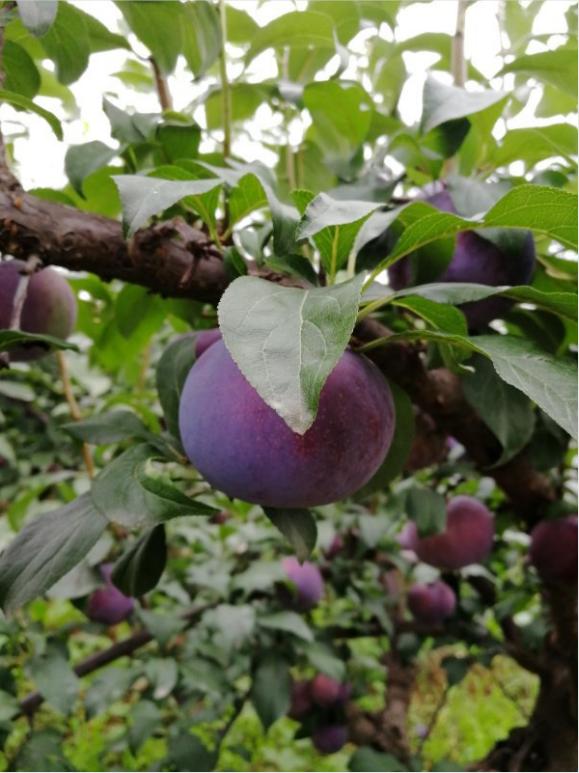 黑布林是李子吗，黑布林和李子是一种水果吗（黑布林和黑宝石李你能分辨出来吗）